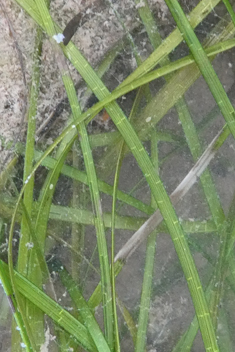 Dwarf Eelgrass