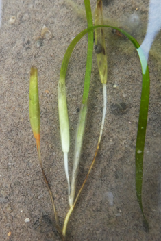 Dwarf Eelgrass