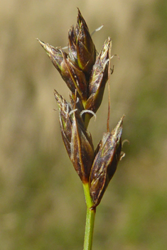 Divided Sedge