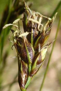 Divided Sedge