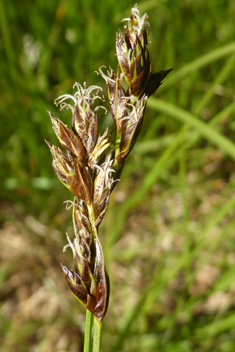 Divided Sedge