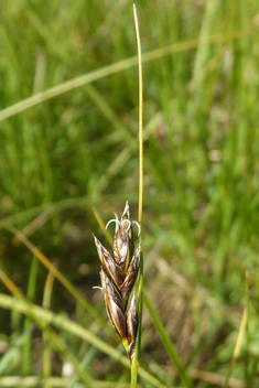 Divided Sedge