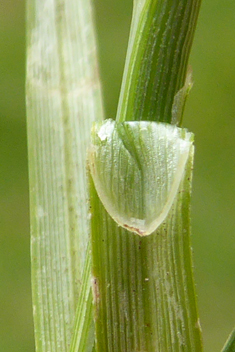 Divided Sedge