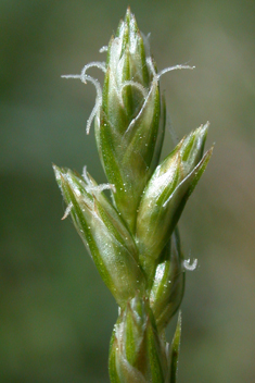 Grey Sedge