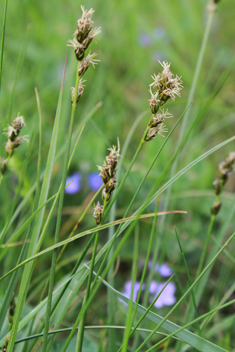 Grey Sedge