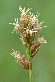 Grey Sedge