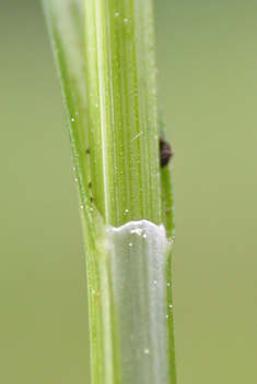 Grey Sedge