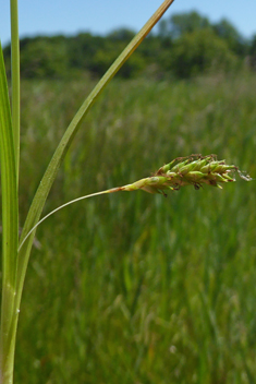 Distant Sedge