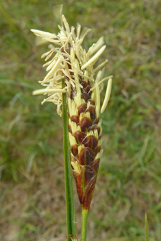 Distant Sedge