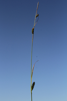 Distant Sedge