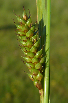 Distant Sedge