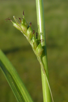 Distant Sedge