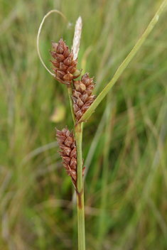 Long-bracted Sedge