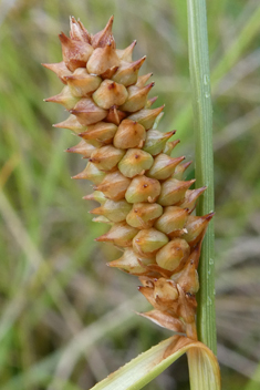 Long-bracted Sedge