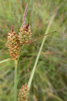 Long-bracted Sedge