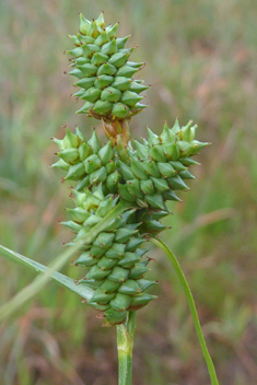 Long-bracted Sedge