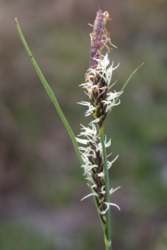 Glaucous Sedge