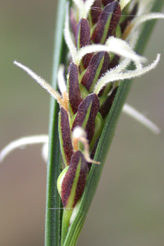 Glaucous Sedge