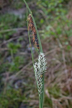 Glaucous Sedge