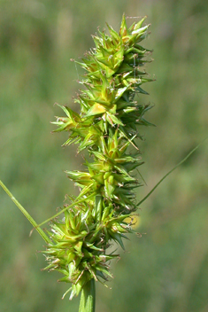 False Fox Sedge