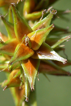 False Fox Sedge