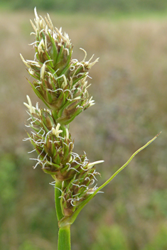 False Fox Sedge