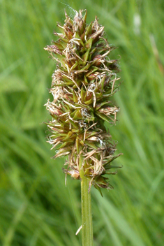 False Fox Sedge