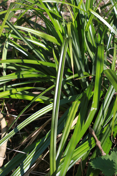 Pendulous Sedge