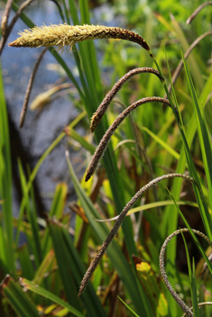 Pendulous Sedge