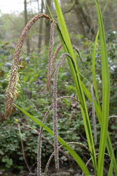 Pendulous Sedge