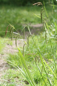 Pendulous Sedge