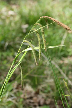 Pendulous Sedge