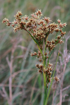 Great Fen-sedge