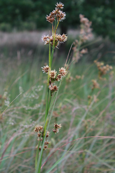 Great Fen-sedge