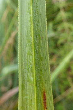 Great Fen-sedge