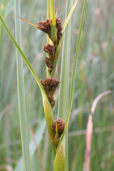 Great Fen-sedge