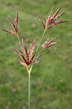 Common Galingale