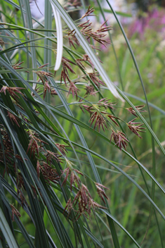 Common Galingale