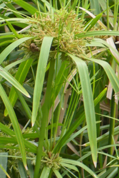 Umbrella Sedge