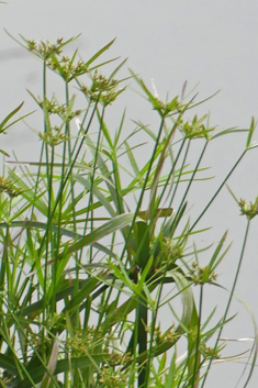 Umbrella Sedge