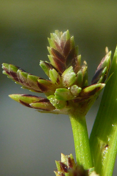 Brown Galingale