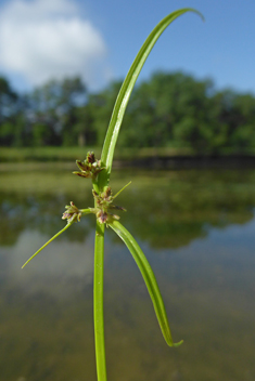 Brown Galingale