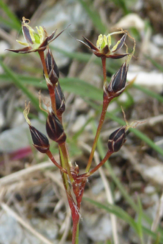 Southern Wood-rush