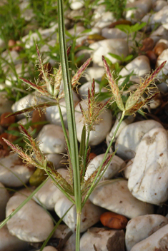 Purple Nutsedge