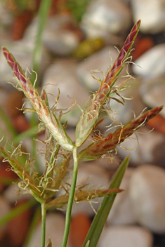 Purple Nutsedge