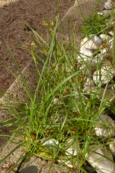 Purple Nutsedge