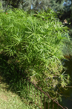 Umbrella Sedge