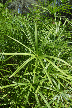 Umbrella Sedge