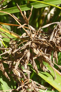 Umbrella Sedge