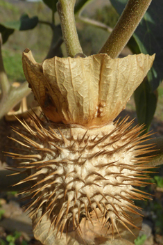 Recurved Thorn-apple